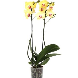 Orhidee Phalaenopsis galben 60 cm