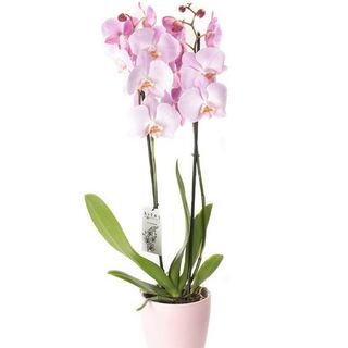 Orhidee Phalaenopsis roz 60 cm
