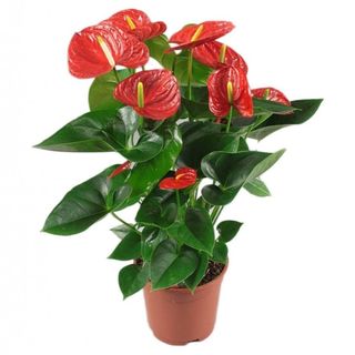 Planta in ghiveci Anthurium Tremendo 60cm Rosie