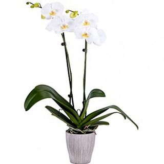 Orhidee Phalaenopsis alb 60 cm
