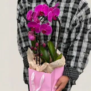 Orhidee Phalaenopsis Arcada