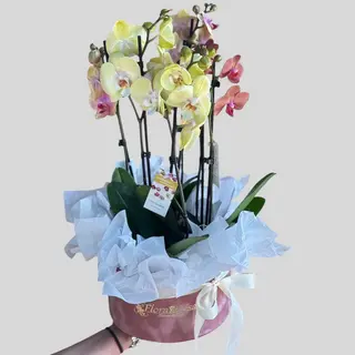 Aranjament 4 Orhidee Phalaenopsis