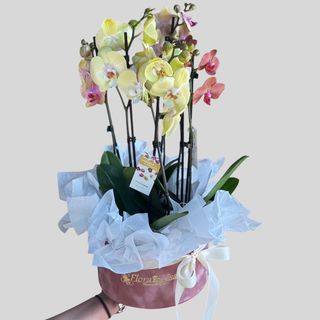 Aranjament 3 Orhidee Phalaenopsis