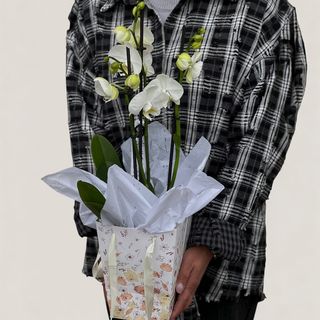 Orhidee phalaenopsis 