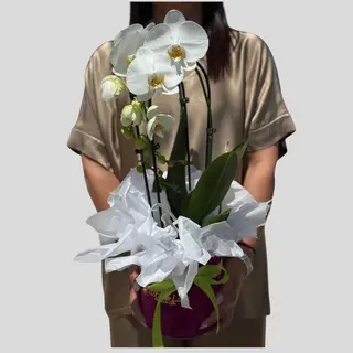 Orhidee phalaenopsis