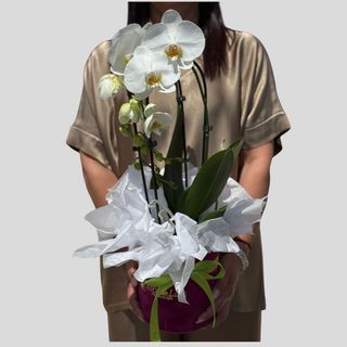 Orhidee phalaenopsis