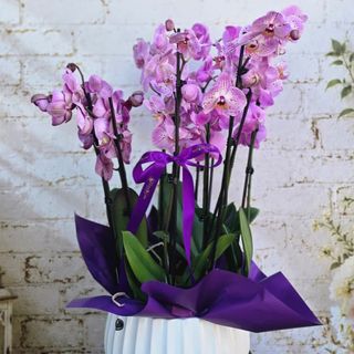 Aranjament 4 Phalaenopsis Mov in vas ceramic