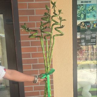 Buchet Bambus 5