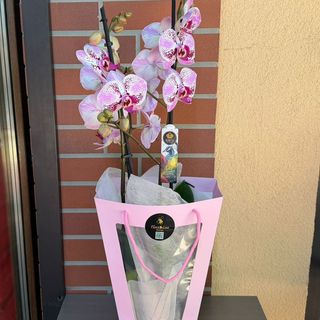 Phalaenopsis 3 tije Charming
