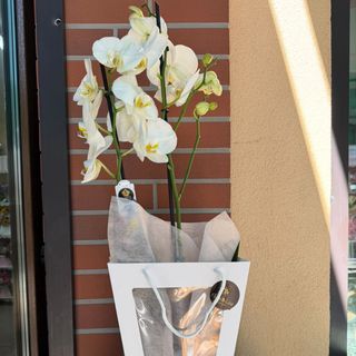 Phalaenopsis 2 tije Alb