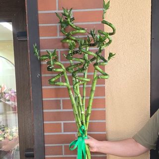Buchet Bambus 9
