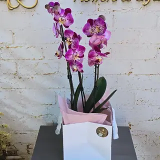 Phalaenopsis