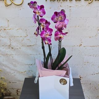 Phalaenopsis