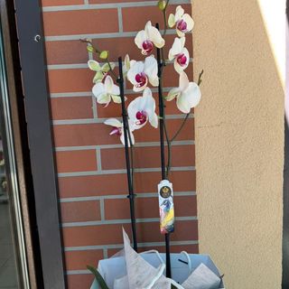 Phalaenopsis 2 tije Pure Empress