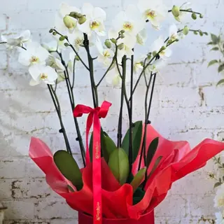 Phalaenopsis Alb