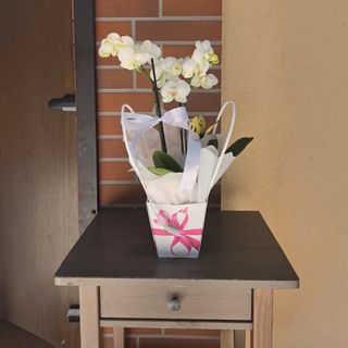 Orhidee Phalaenopsis Baby white