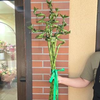 Buchet Bambus 7
