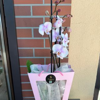 Phalaenopsis 3 tije