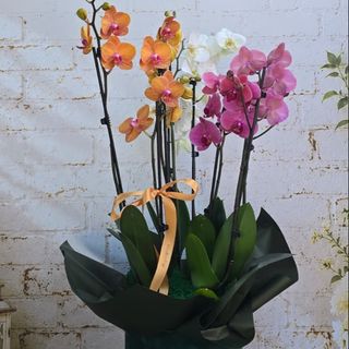 Aranjament 3 Phalaenopsis divers in cutie de catifea