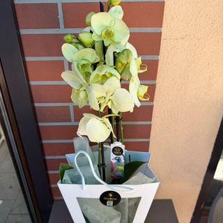 Phalaenopsis 3 tije Verde