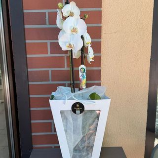 Phalaenopsis 2 tije Alba