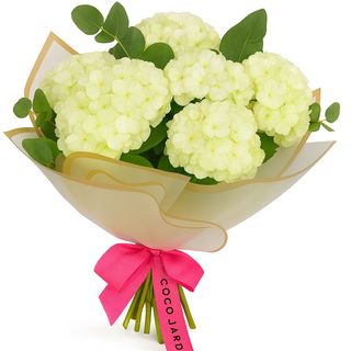 Buchet din 5 Hortensia alba
