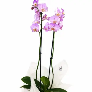 Orhidee Phalaenopsis Roz