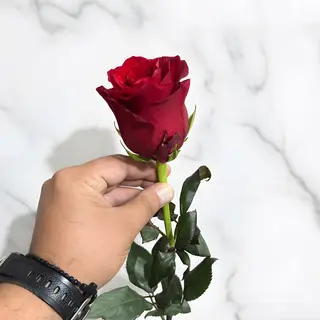 Explorer Rose