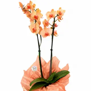 Orhidee Phalaenopsis Portocalie