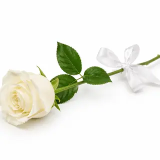 White mondial Rose