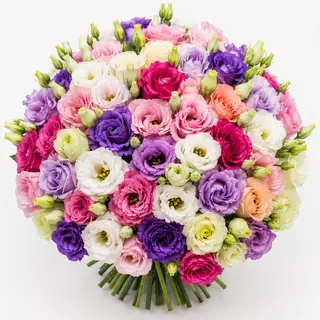 Lisianthus Royale