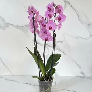 Maybe Orchid