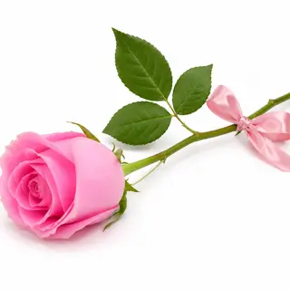 Pink rose luciano