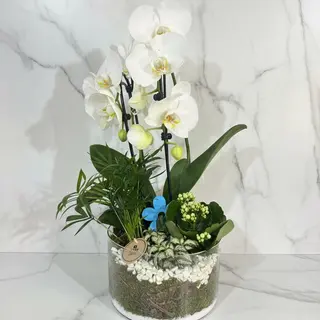 White Orchid Arrangement