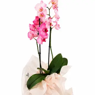 Ghiveci cu Orhidee Roz Imperial – 2 Tije Florale