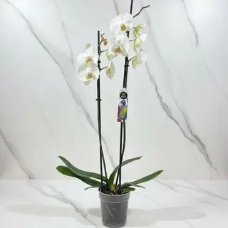 White Orchid