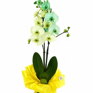 Orhidee Phalaenopsis