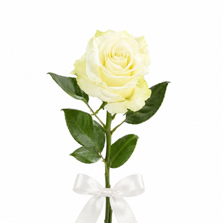 White mondial Rose
