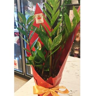 Aranjament Zamioculcas