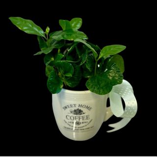 Aranjament coffee arabica