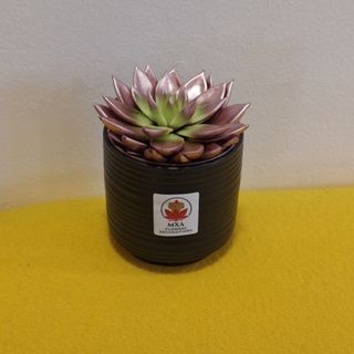 Echeveria roz in vas ceramic negru