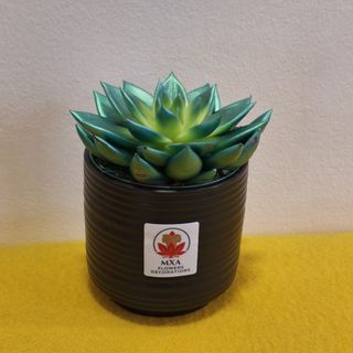 Echeveria verde in vas ceramic negru