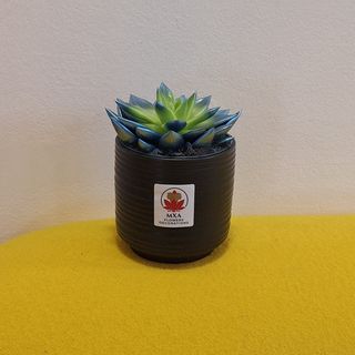 Echeveria BLUE in vas ceramic negru