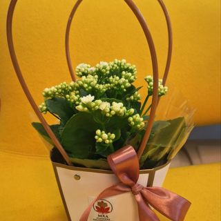 Kalanchoe in poseta alba