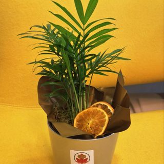 Palmier pitic in vas