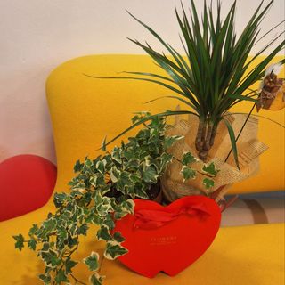 Aranjament cu iedera si dracena in cutie