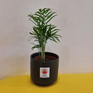 Palmier pitic in vas ceramic negru