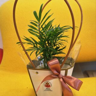 Palmier in poseta cu fundita