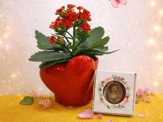 Inima Roșie Kalanchoe + 1 martisor