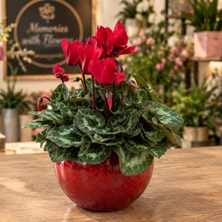 Cyclamen la Ghiveci – Mix de Culori Cadou Elegant